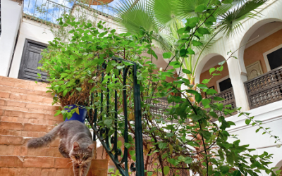 Hotel Riad Rockech – Marrakesh